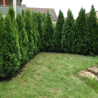 Dichte Hecke in gepflegtem Garten als Beispiel für professionelle Gartenpflege